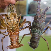 Tôm hùm xanh đông lạnh